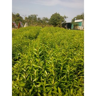 Combo 2 cây vối nếp - chiều cao 60cm (Freeship)