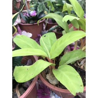 Trầu bà cột lá vàng