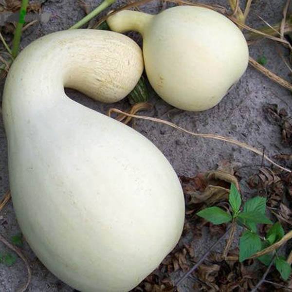 Hạt giống Bí Ngô Thiên Nga Trắng Cushaw White Nhập Khẩu Mỹ - 10 hạt - Nảy mầm 90%