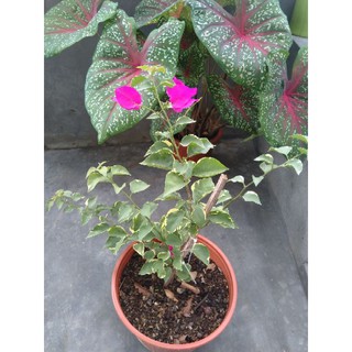 Hoa giấy cẩm thạch tím/trắng/đỏ