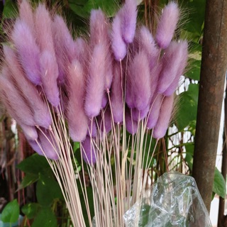 Cỏ đuôi thỏ nhập khẩu Italya