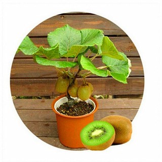 Hạt giống kiwi lùn