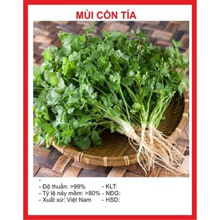 Hạt Giống Mùi Cồn Tía