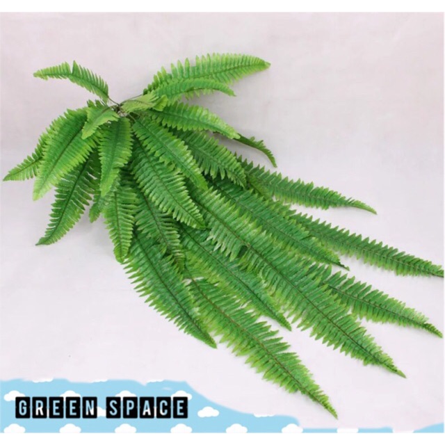 Cây dương xỉ giả 1m-1m2