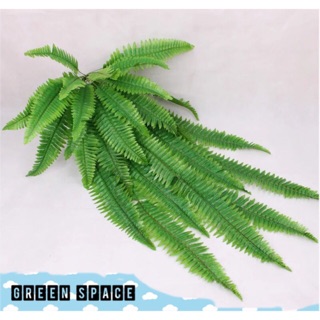 Cây dương xỉ giả 1m-1m2