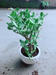 Chậu Cây Ngọc Bích Size Đại