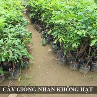 CÂY GIỐNG NHÃN LỒNG KHÔNG HẠT