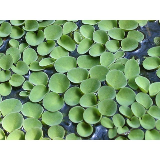 Cây Bèo Tay Chuột -  15 cây một phần