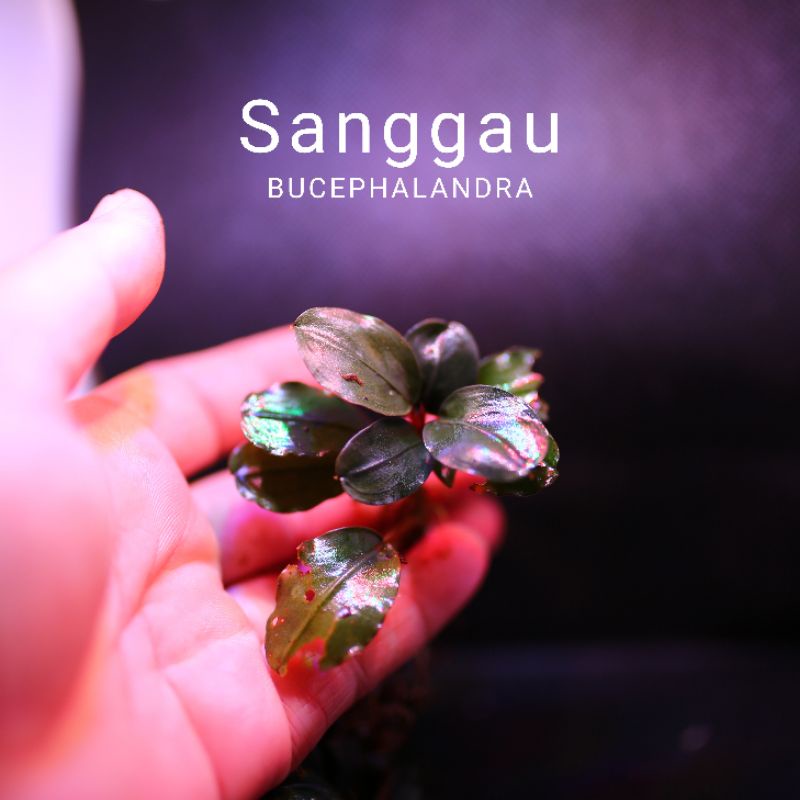 Bucep Sanggau | Cây thủy sinh lá siêu đỏ | Hàng ngọn | lá cạn