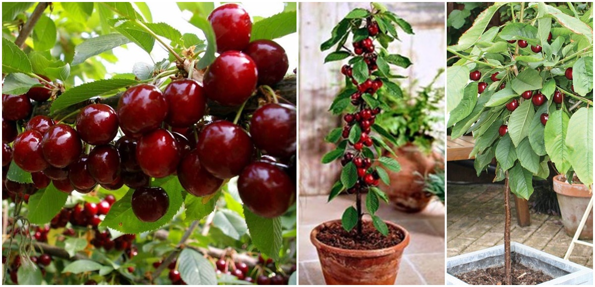 CÂY CHERRY - CÂY GIỐNG CHUẨN