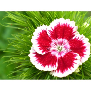 HẠT HOA CẨM CHƯỚNG ĐƠN NHIỀU MÀU - GÓI 0,5 GRAM