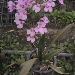 Vũ nữ Peru.