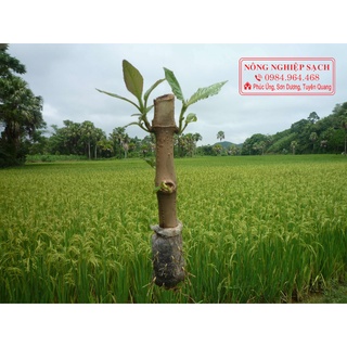 40 cây chè khổng lồ