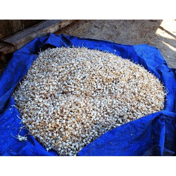 Tỏi Cô Đơn Lý Sơn chính gốc (loại 0.5 kg) | BigBuy360 - bigbuy360.vn