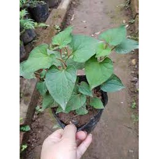 Combo 3 đến 5 cây rau diếp cá có bầu đất bám rễ + hạt dinh dưỡng tưới + chậu gáo dừa + một số hạt rau màu (hoa)