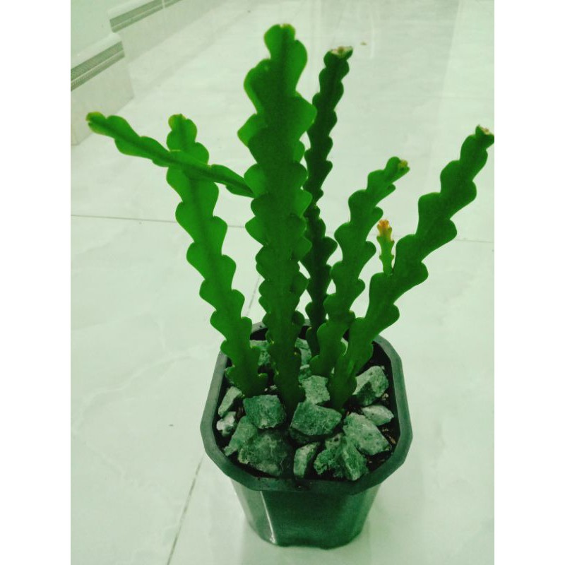 Cây Quỳnh xương cá
