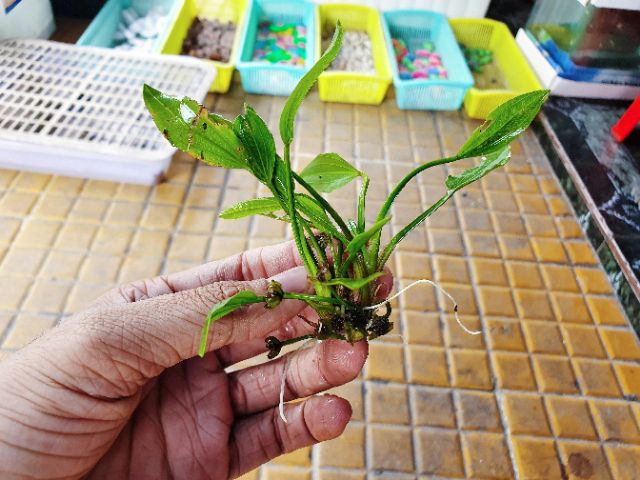 BỤI LAN NƯỚC CÂY THỦY SINH HỒ CÁ