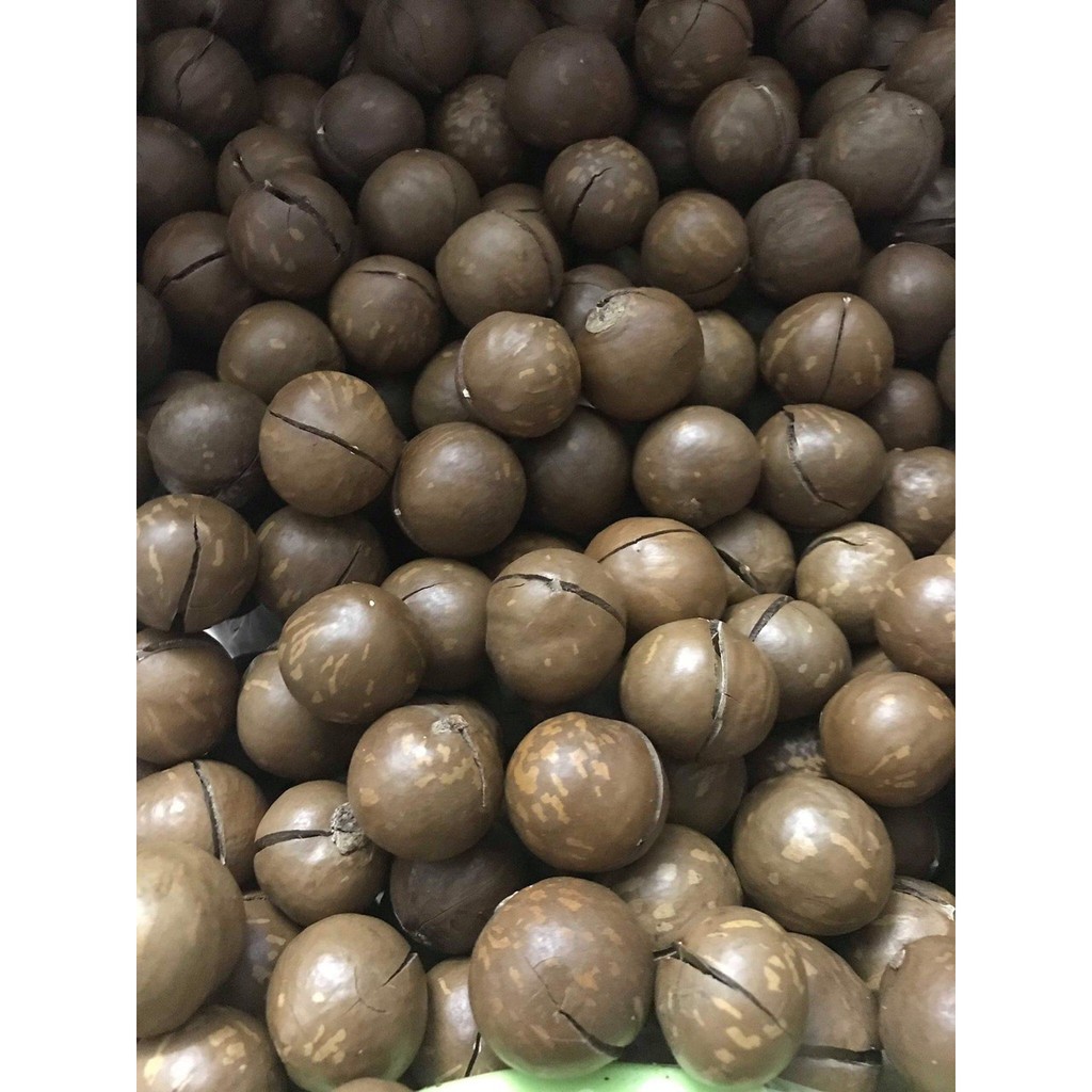 Hạt Macca loại 1 (Macadamia) Đắc Lắc 1kg  sấy giòn nguyên vỏ  + Tặng đồ khui