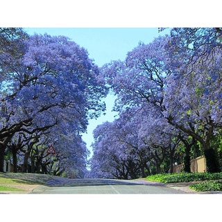 Hạt giống cây diêm vĩ Jacaranda 10h