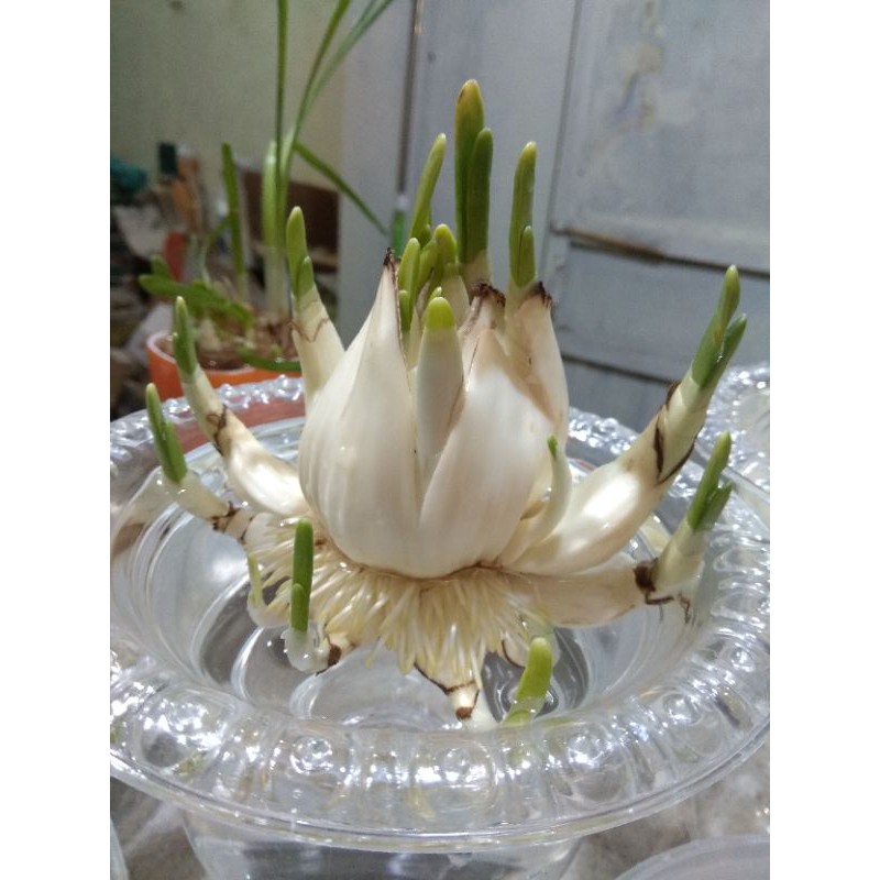 1 Củ hoa Thủy Tiên size Đặc đại hoàng loại thùng 30 củ