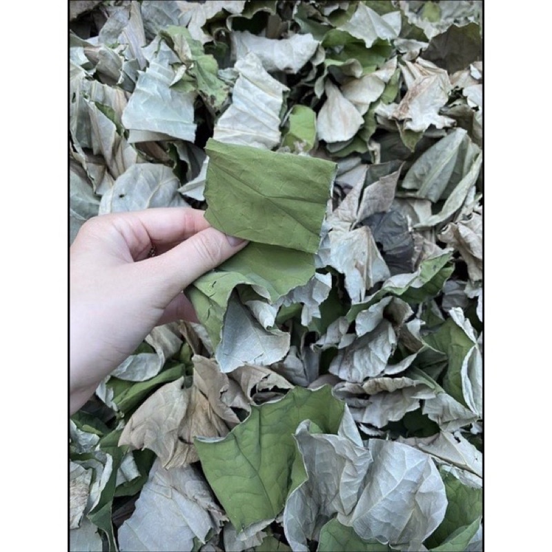 Trà LÁ SEN Hoà Bình hỗ trợ giảm cân, mỡ máu, ngủ ngon, ổn định huyết áp