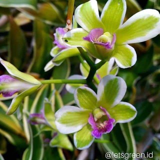 Dendro đột biến - dòng dendro nắng thơm phát tài - Rau&Hoa Shop