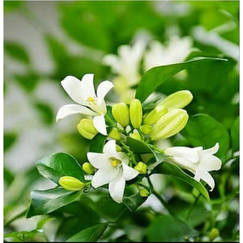 cây nguyệt quế giống (ảnh thật)