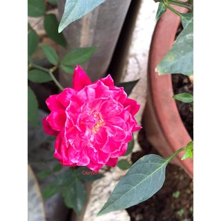 Cây hồng cổ Huế hữu cơ