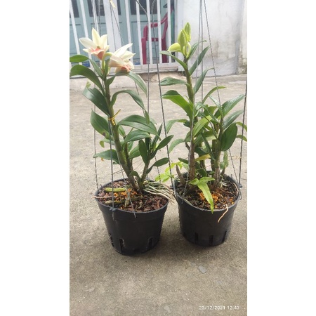 Hoa lan Damry trưởng thành sắp hoa