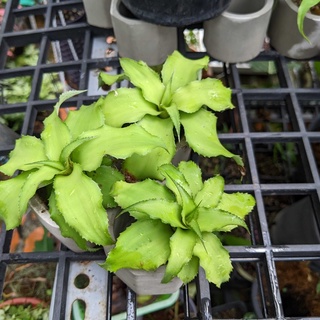 Dứa màu xanh, cryptanthu Brivitatus Green Star, Dứa phụng, bán cạn, cây mini, tiểu cảnh