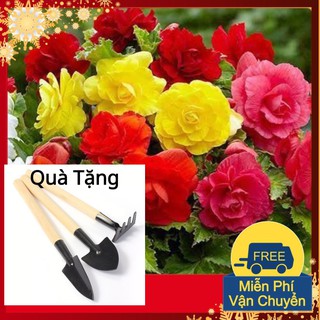 Hạt Giống Hoa Thu Hải Đường Kép Mix Tặng Bộ Dụng Cụ Mini Trồng Cây Tặng Bộ Dụng Cụ Mini Trồng Cây