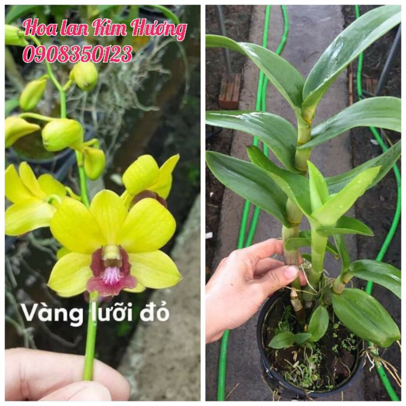 Phong lan dendro vàng lưỡi đỏ hoa tết