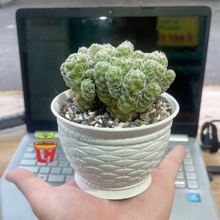 Chậu nhựa mini trồng sen đá, xương rồng