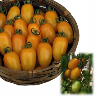 Gói 5 hạt giống cà chua trái cây Canary Nhật Bản -  giống chịu nhiệt