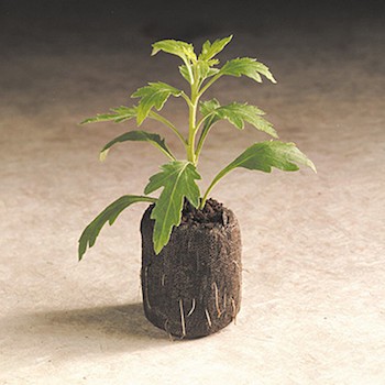 Combo 20 viên nén ươm hạt xơ dừa