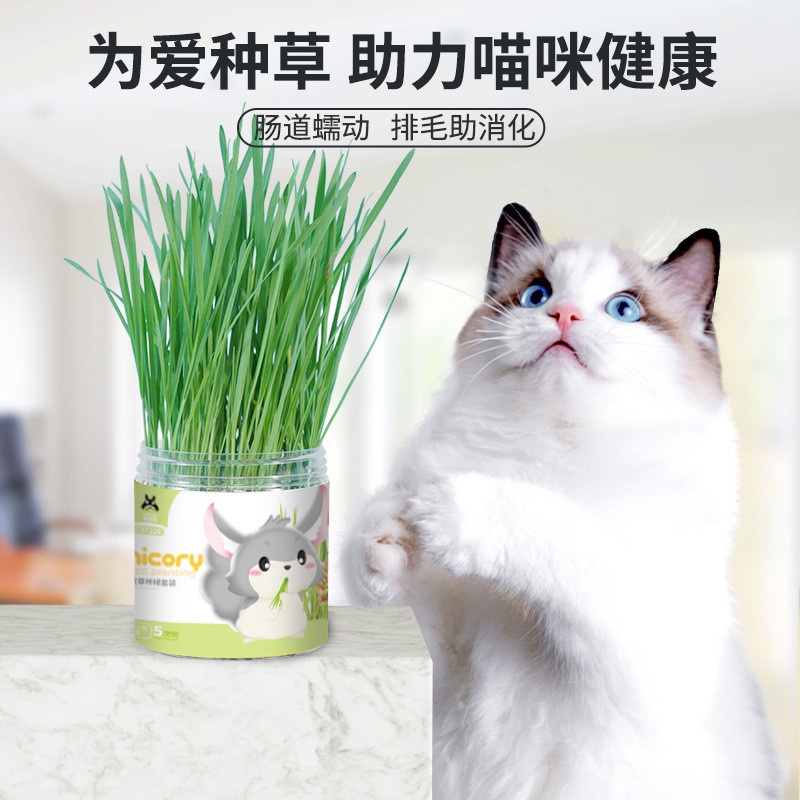 Cỏ tươi tự trồng cho Thỏ, Mèo, Bọ tốt tiêu hóa, búi lông