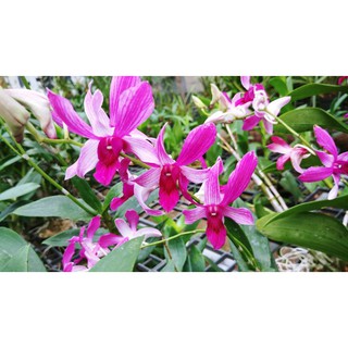 COMBO - Kích hoa lan ĐA THÂN (Dendro, Cattleya)