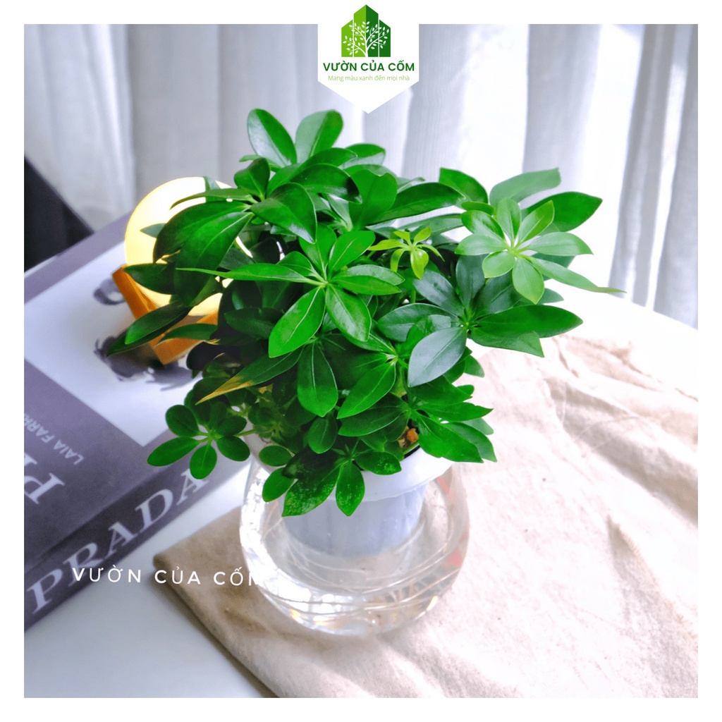 Cây ngũ gia bì thủy sinh để bàn kèm chậu nhựa trong mang phong thủy tài lộc , may mắn cho gia chủ .