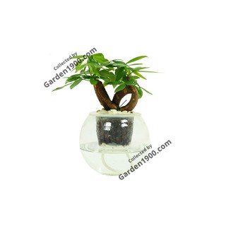 Cây kim ngân tim thủy sinh (Cây kim ngân nơ thủy sinh) - Kim ngân bonsai thủy sinh