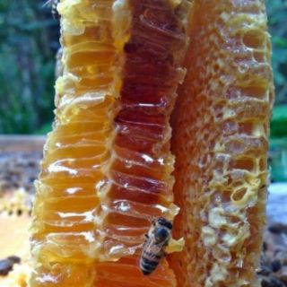 MẬT ONG HOA CÀ PHÊ NGUYÊN CHẤT 100%