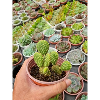 Xương rồng tai thỏ - chậu size trung