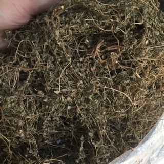 Cây cỏ sữa  500g