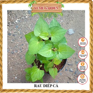 Cây RAU DIẾP CÁ rau gia vị cho mỗi bữa ăn- yumegarden