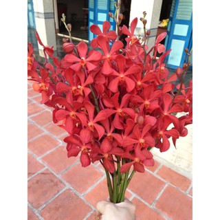lan mokara đỏ cây giống