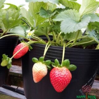 Cây giống dâu tây đang ra hoa