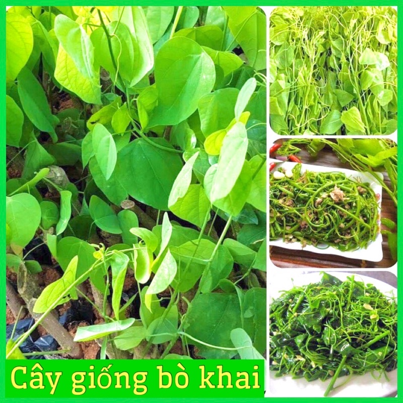 Cây rau bò khai đặc sản Lạng sơn ( rau nghiến) dùng xào nấu rất ngon và lạ