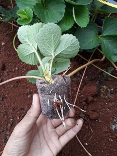Dâu Tây giống Nhật lùn
