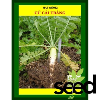 Hạt Giống Củ Cải Trắng 50 Gram