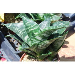 Cây lưỡi mèo ( không chậu)