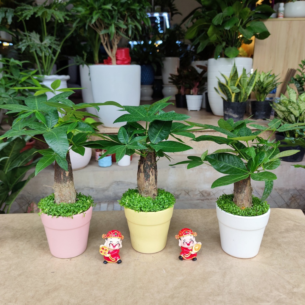 Cây kim ngân tài lộc, chậu phật cao 25cm (ngẫu nhiên)